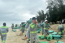 Hơn 350 người ‘cứu’ bờ biển đẹp nhất Quảng Ngãi khỏi nguy cơ bị xóa sổ