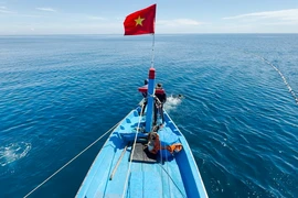 Theo ngư dân Quảng Ngãi vây cá ngừ giữa biển