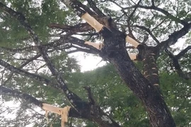 Nhiều cây me tây cổ thụ ở Quảng Ngãi bị 'lột da'