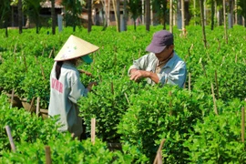 Vựa hoa cúc lớn nhất miền Trung tất bật vào vụ hoa Tết