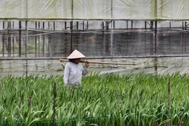 Nhà vườn Quảng Ngãi 'nín thở' giữ ruộng lay ơn chờ Tết