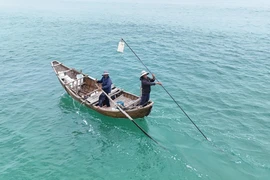 Ngư dân Quảng Ngãi kiếm tiền triệu mỗi ngày nhờ con ốc bé tẻo teo