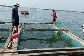 Cá bớp chết hàng loạt ở Lý Sơn