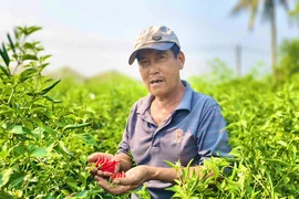 Ớt rớt giá thảm hại, chính quyền Quảng Ngãi kêu gọi hỗ trợ tiêu thụ