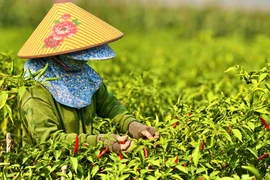 Quảng Ngãi: Ớt chín đỏ đồng, rớt giá thê thảm hơn chục lần