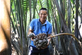 Từ bỏ công việc lương cao, về quê ‘đánh thức’ mật dừa nước ven sông