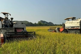 Không phải nông dân, vẫn được thừa kế đất lúa 