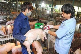 Việt Nam phân lập được virus dịch tả heo châu Phi