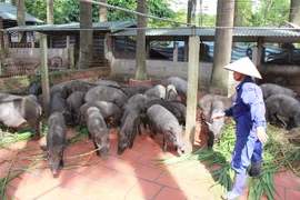Bộ Tư pháp hậu kiểm thông tư 02 của Bộ Nông nghiệp