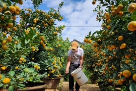 Vườn quất Hội An vào mùa bán Tết