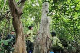 Cứ 1 ngày kiểm lâm tháo được 2 cái bẫy trên núi Sơn Trà