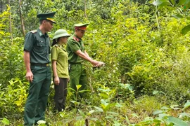 Thấy rùa bò vào nhà, người đàn ông nhanh trí đăng lên mạng để hỏi