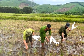 Lợi dụng mưa bão, đặt bẫy săn bắt chim trời