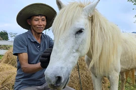 Chuyện về chú ngựa trắng 8 tuổi phục vụ du lịch giữa sông núi Phong Nha 