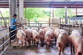 Bầu Đức sẽ bán thịt heo?