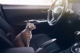 Phát hiện bất ngờ, nước tiểu mèo sẽ là nhiên liệu cho ô tô?