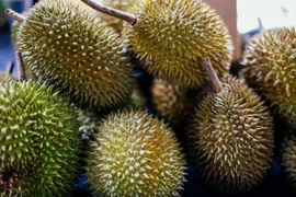 Nhiều người Trung Quốc mua sầu riêng làm quà tặng đám cưới