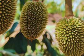 Bầu Đức hái quả ngọt nhờ kiên trì chăn nuôi heo, trồng sầu riêng