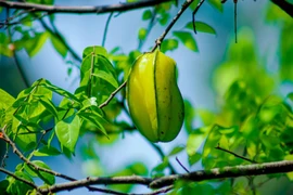 Một quả mà người Việt ít ngó tới, nhưng chuyên gia quốc tế đánh giá là siêu thực phẩm