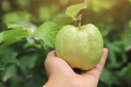 Bí quyết giảm cân bất ngờ từ loại quả quen thuộc với người Việt