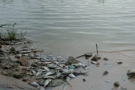 Cá chết nổi trắng hồ mới nạo vét ​