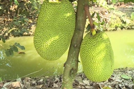 Lãnh 12 tháng tù vì 4 trái mít