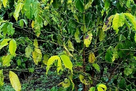 Nghi bón nhầm phân bón giả, 14 ha cà phê rụng lá