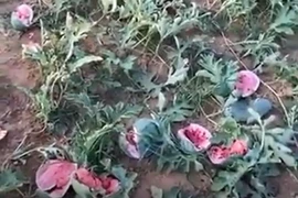 Người đàn ông khóc ngất trên ruộng dưa bị phá hoại