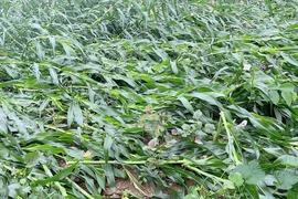 Giông lốc ở nhiều tỉnh phía Bắc, hàng trăm nhà tốc mái, lúa, ngô gãy đổ