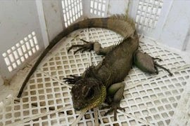 Người dân Tây Ninh giao nộp rồng đất quý hiếm thuộc Sách đỏ