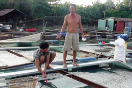Cá bè trên sông Cái lại chết hàng loạt không rõ nguyên nhân 