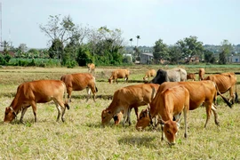 Hàng xóm đâm nhau.... vì trâu bò 