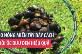 Lão nông miền Tây bày cách nuôi ốc bươu đen hiệu quả