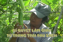 Lão nông tiết lộ bí quyết giàu lên từ trang trại rau sạch