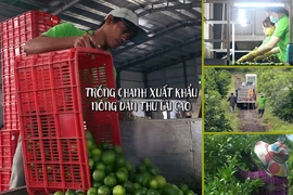 Bất ngờ với chia sẻ của tỷ phú trồng chanh đất Long An