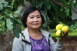 ‘Hái ra vàng’ từ cây mãng cầu hạt lép và vú sữa hoàng kim