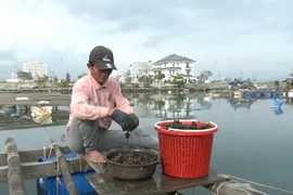 Video: Ngư dân Đà Nẵng kiếm tiền triệu từ nghề nuôi ‘bờm bợp’
