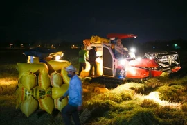 Video: Nông dân Đà Nẵng hối hả gặt lúa xuyên đêm trong thời gian phong tỏa