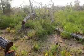 Video: Làm rõ trách nhiệm vụ gần 400ha rừng bị phá ở Đắk Lắk