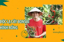 Cây bonsai hình rồng độc lạ được săn đón dịp Tết Giáp Thìn