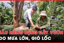 Gia Lai: Sầu riêng rụng đầy vườn do mưa lớn kèm gió lốc 