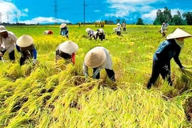 Ô nhiễm môi trường có làm gạo kém chất lượng?