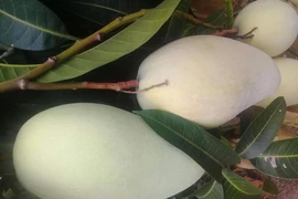 Bất ngờ với lợi ích của lá xoài