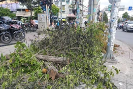 Dân bất ngờ vì nhiều cây xanh còn khỏe bỗng dưng bị đốn hạ