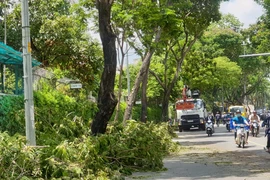 TP.HCM: Yêu cầu rà soát, đốn hạ cây xanh bị sâu bệnh