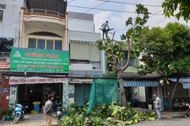 Cây xanh có dấu hiệu không an toàn: Gọi ai để xử lý?