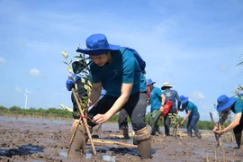 Trồng hàng ngàn cây xanh để giảm sạt lở ở Sóc Trăng