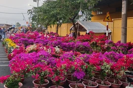 Huyện Bình Chánh mở hàng trăm gian hàng cây hoa kiểng dịp Tết Giáp Thìn 2024