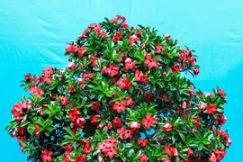 Nhiều hoa, kiểng độc lạ đoạt giải tại hội hoa xuân ở TP.HCM