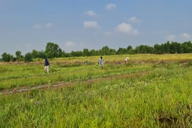Xâm nhập mặn ở Nam bộ cao hơn trung bình nhiều năm